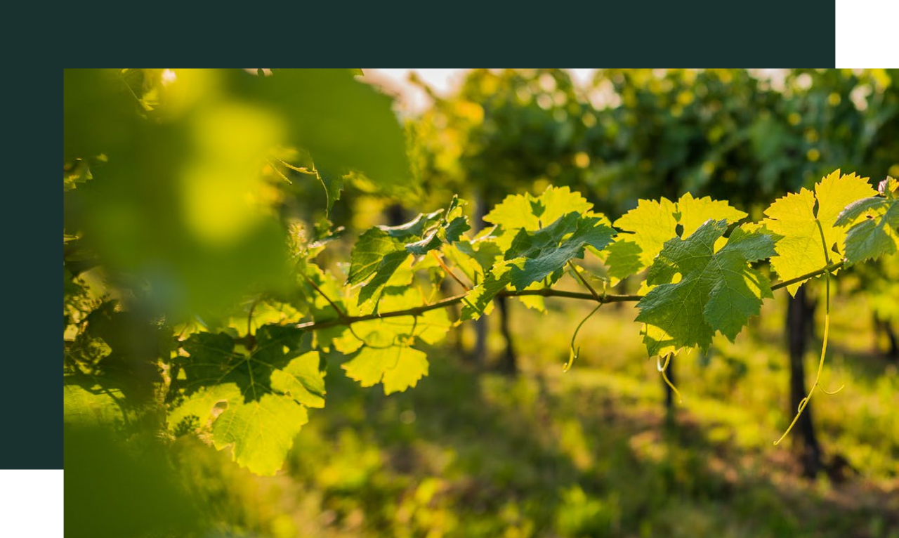 Une vignes d'un vignoble